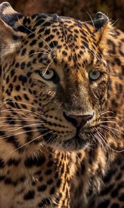 Preview wallpaper jaguar, predator, wild, big cat, muzzle, close-up