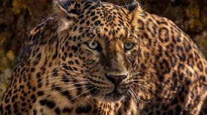 Preview wallpaper jaguar, predator, wild, big cat, muzzle, close-up