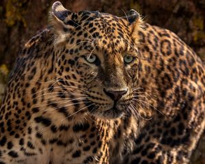 Preview wallpaper jaguar, predator, wild, big cat, muzzle, close-up