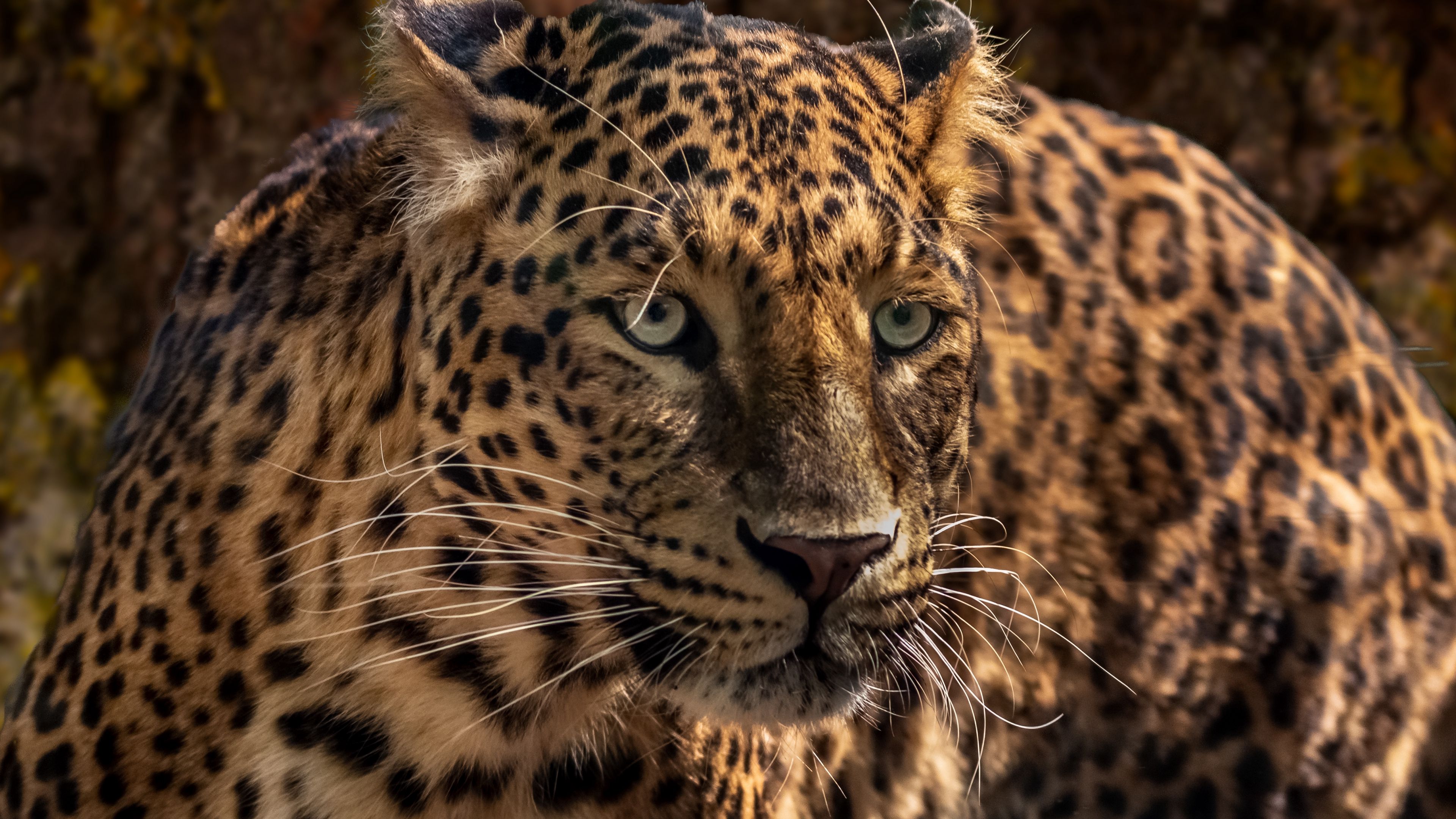 Download Wallpaper 3840x2160 Jaguar Predator Wild Big Cat Muzzle