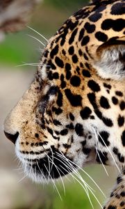 Preview wallpaper jaguar, predator, wild cat, muzzle