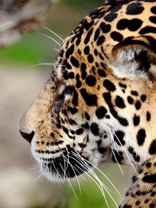 Preview wallpaper jaguar, predator, wild cat, muzzle