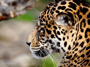 Preview wallpaper jaguar, predator, wild cat, muzzle