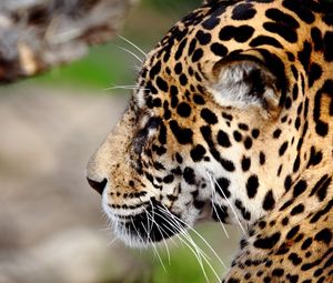 Preview wallpaper jaguar, predator, wild cat, muzzle