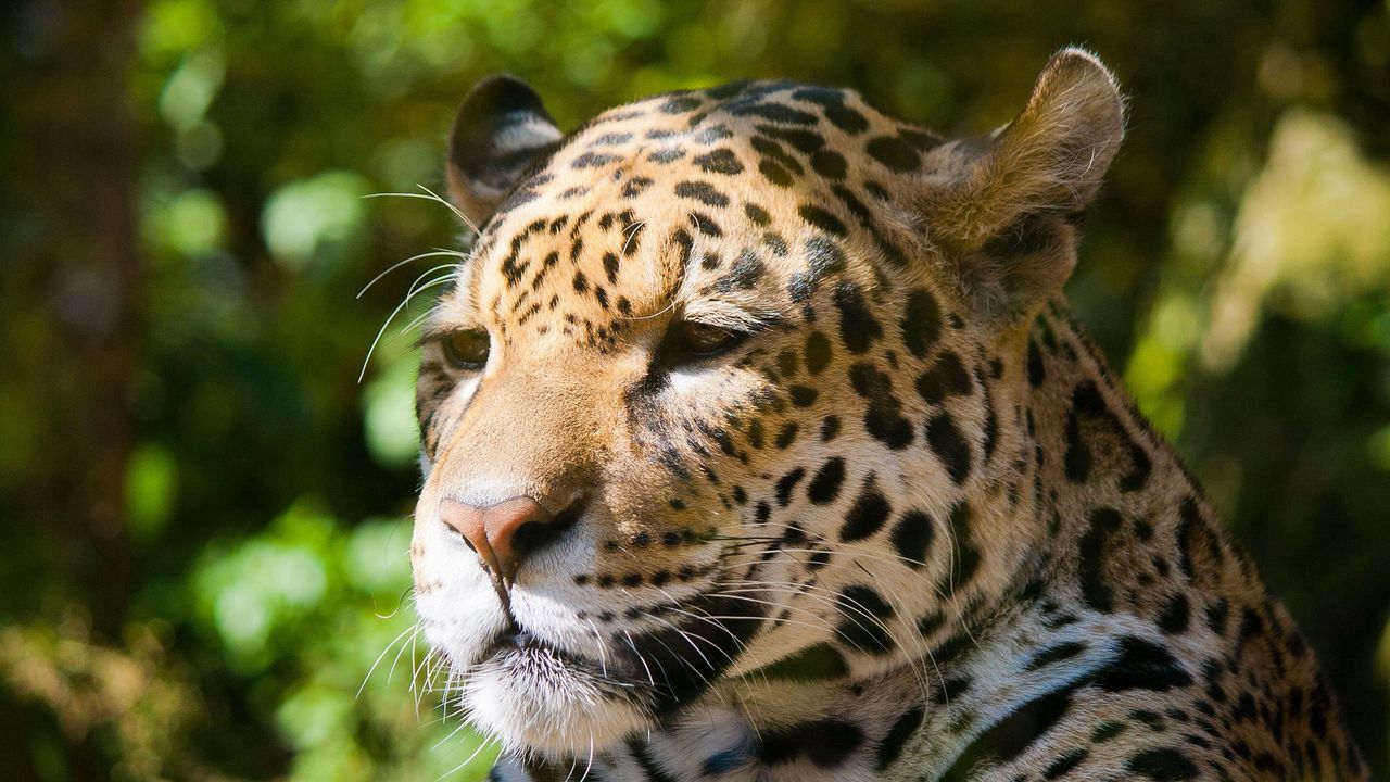 Wallpaper jaguar, sadness, face, spotted