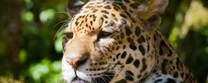 Preview wallpaper jaguar, sadness, face, spotted