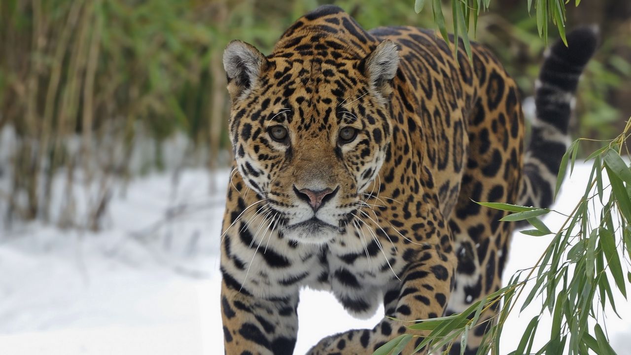 Wallpaper jaguar, snow, big cat, walk