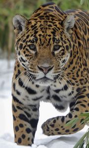 Preview wallpaper jaguar, snow, big cat, walk