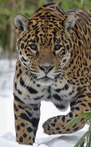 Preview wallpaper jaguar, snow, big cat, walk