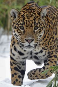 Preview wallpaper jaguar, snow, big cat, walk