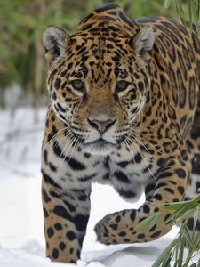 Preview wallpaper jaguar, snow, big cat, walk