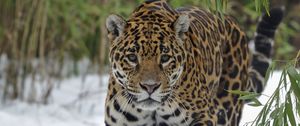 Preview wallpaper jaguar, snow, big cat, walk