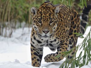 Preview wallpaper jaguar, snow, big cat, walk