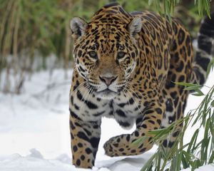 Preview wallpaper jaguar, snow, big cat, walk