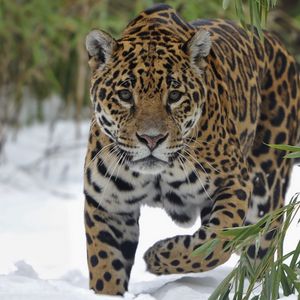 Preview wallpaper jaguar, snow, big cat, walk