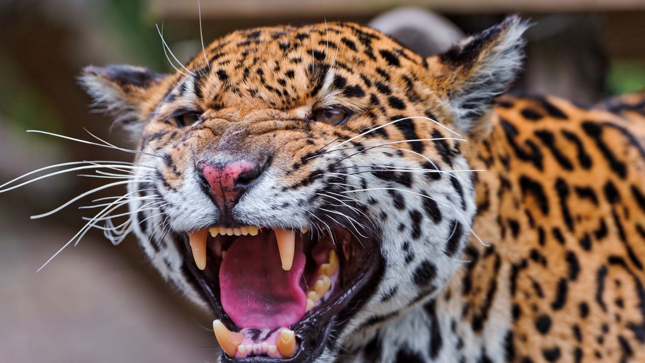 Wallpaper jaguar, spotted, muzzle, predator, big cat