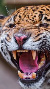 Preview wallpaper jaguar, spotted, muzzle, predator, big cat