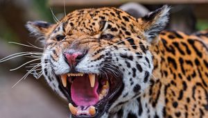 Preview wallpaper jaguar, spotted, muzzle, predator, big cat