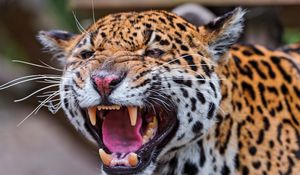 Preview wallpaper jaguar, spotted, muzzle, predator, big cat