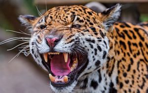 Preview wallpaper jaguar, spotted, muzzle, predator, big cat