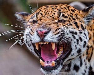 Preview wallpaper jaguar, spotted, muzzle, predator, big cat