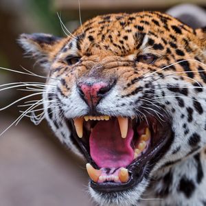 Preview wallpaper jaguar, spotted, muzzle, predator, big cat