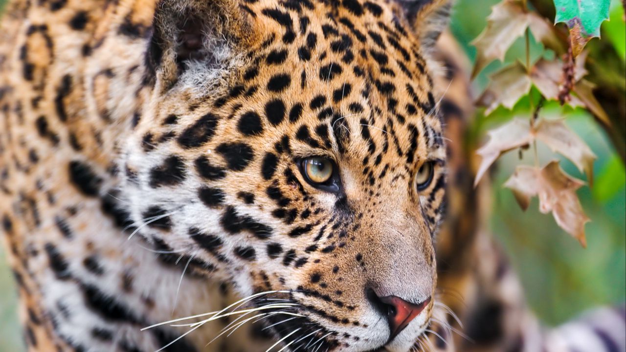 Wallpaper jaguar, spotted, muzzle, eyes