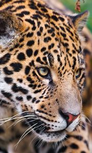 Preview wallpaper jaguar, spotted, muzzle, eyes