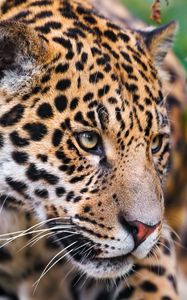 Preview wallpaper jaguar, spotted, muzzle, eyes