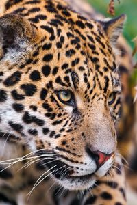 Preview wallpaper jaguar, spotted, muzzle, eyes