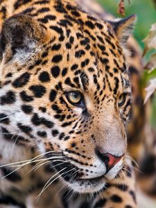 Preview wallpaper jaguar, spotted, muzzle, eyes