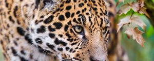 Preview wallpaper jaguar, spotted, muzzle, eyes