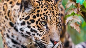 Preview wallpaper jaguar, spotted, muzzle, eyes