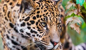 Preview wallpaper jaguar, spotted, muzzle, eyes