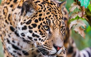 Preview wallpaper jaguar, spotted, muzzle, eyes