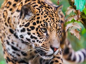 Preview wallpaper jaguar, spotted, muzzle, eyes