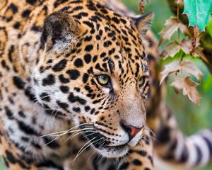 Preview wallpaper jaguar, spotted, muzzle, eyes