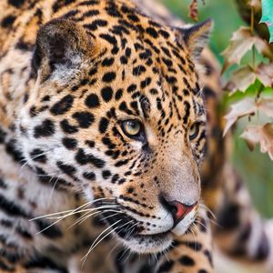 Preview wallpaper jaguar, spotted, muzzle, eyes