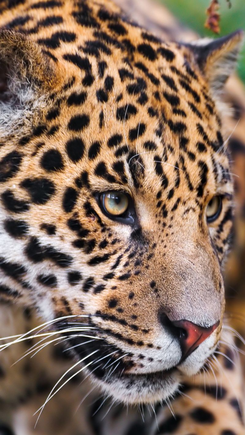 Download wallpaper 800x1420 jaguar, spotted, muzzle, eyes iphone se/5s/5c/5  for parallax hd background