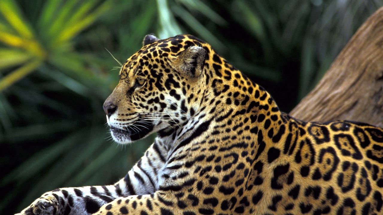 Wallpaper jaguar, spotted, sitting