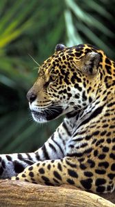Preview wallpaper jaguar, spotted, sitting