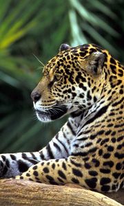 Preview wallpaper jaguar, spotted, sitting