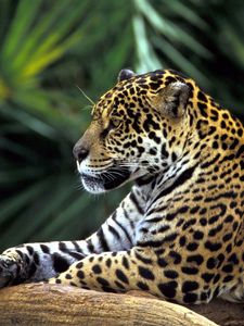 Preview wallpaper jaguar, spotted, sitting