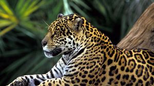 Preview wallpaper jaguar, spotted, sitting