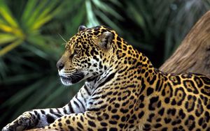 Preview wallpaper jaguar, spotted, sitting