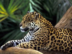 Preview wallpaper jaguar, spotted, sitting