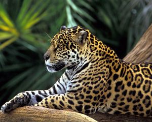 Preview wallpaper jaguar, spotted, sitting