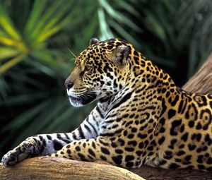 Preview wallpaper jaguar, spotted, sitting
