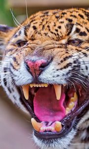 Preview wallpaper jaguar, teeth, face, anger