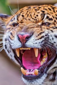 Preview wallpaper jaguar, teeth, face, anger